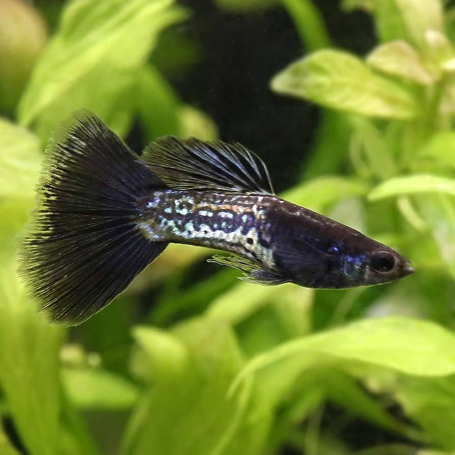 Introducing Black Metal Lace Guppy: The Epitome of Grace