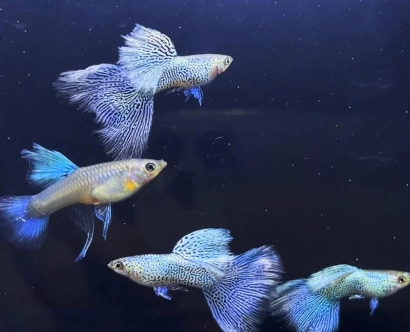 A Dive into the World of Blue Lace Guppy: Everything You Need to Know
