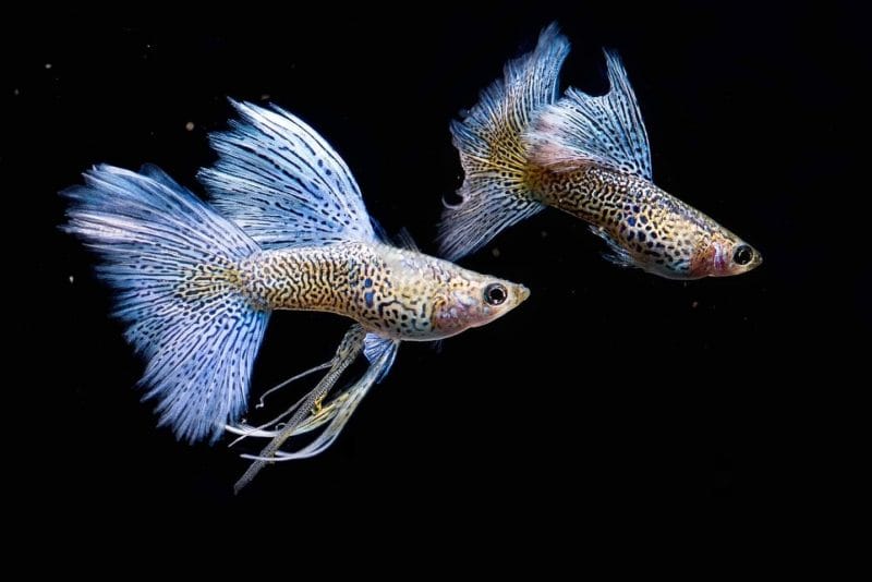 A Dive into the World of Blue Lace Guppy: Everything You Need to Know