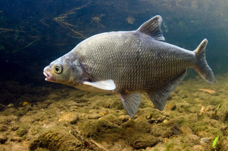 Freshwater Bream Fish: A Complete Guide to Care and Maintenance