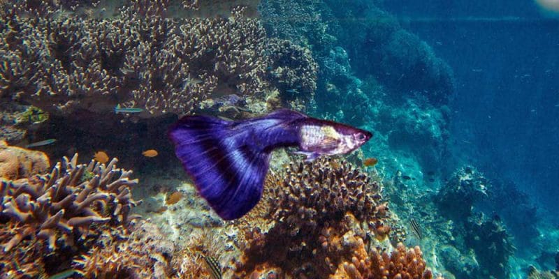 The Enigmatic Elegance of Half Black Purple Guppy: A Dive into Their World