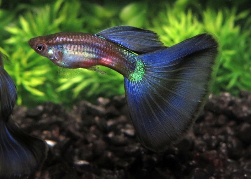The Enigmatic Elegance of Half Black Purple Guppy: A Dive into Their World