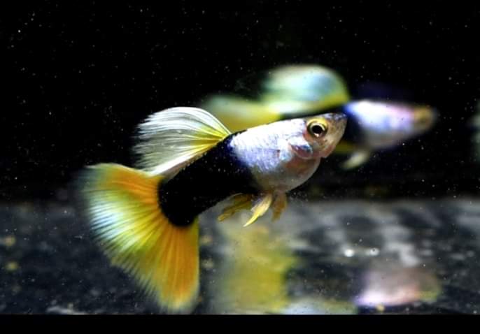 The Vibrant Elegance of Half Black Yellow Guppy: A Guide to Their World