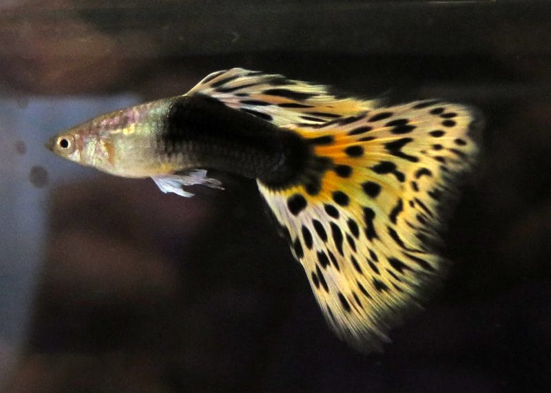 The Vibrant Elegance of Half Black Yellow Guppy: A Guide to Their World