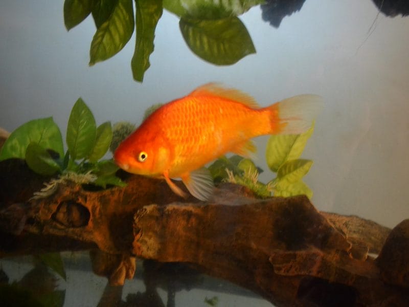 Jumbo Goldfish & Fascinating Facts