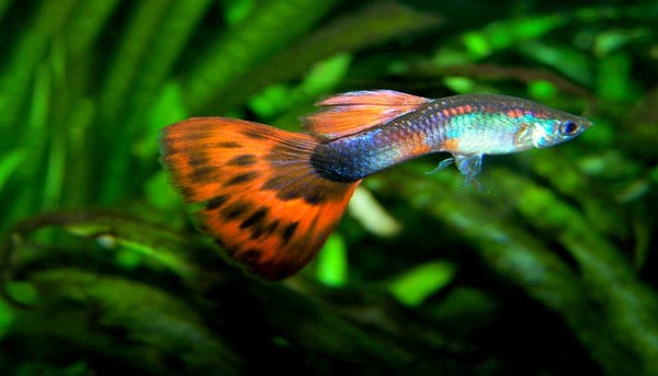 Platinum Red Guppies: Grace in Scarlet