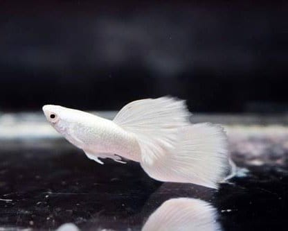 The Platinum Snow White Guppy: A Shimmering Jewel in Your Aquarium