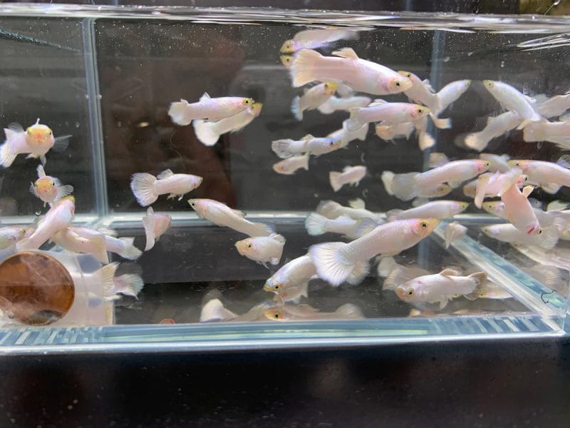 The Platinum Snow White Guppy: A Shimmering Jewel in Your Aquarium