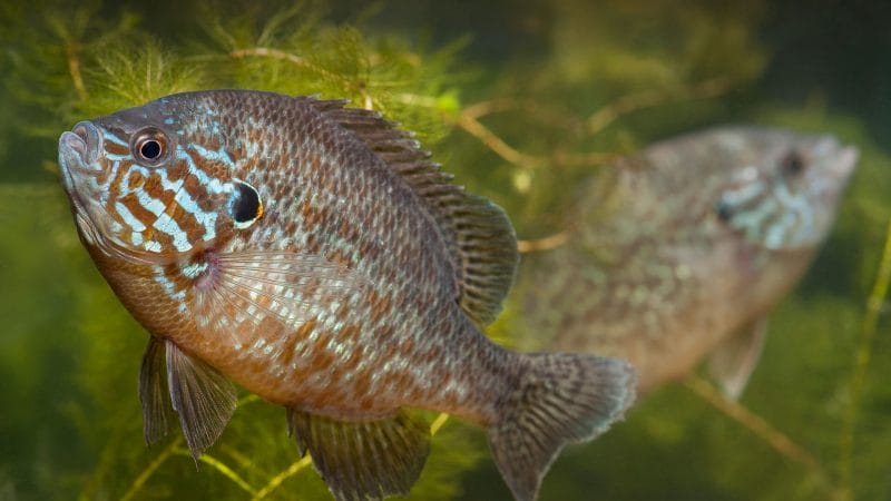 Sunfish Freshwater Fish: Your Vibrant Aquarium Buddies