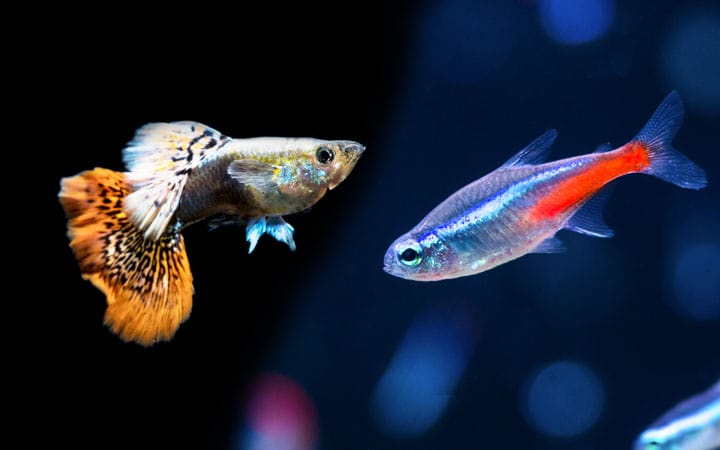 Contains all of the information about Guppy and reviews on aquarium fish and fish accessories that can assist you in your fishkeeping adventure on King Aquarium.
