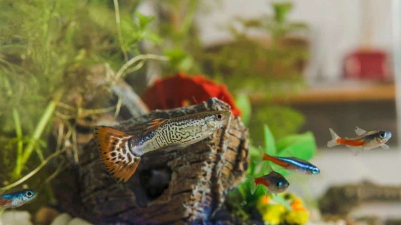 Contains all of the information about Guppy and reviews on aquarium fish and fish accessories that can assist you in your fishkeeping adventure on King Aquarium.