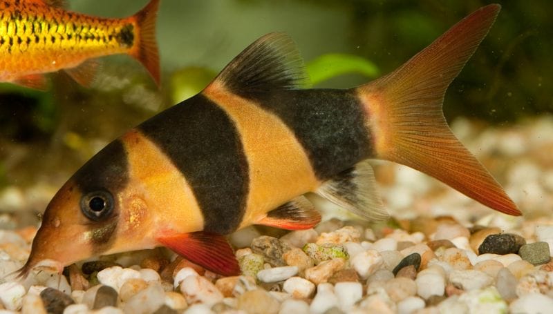 Which Tiger Loach Varieties Can Be Kept Together