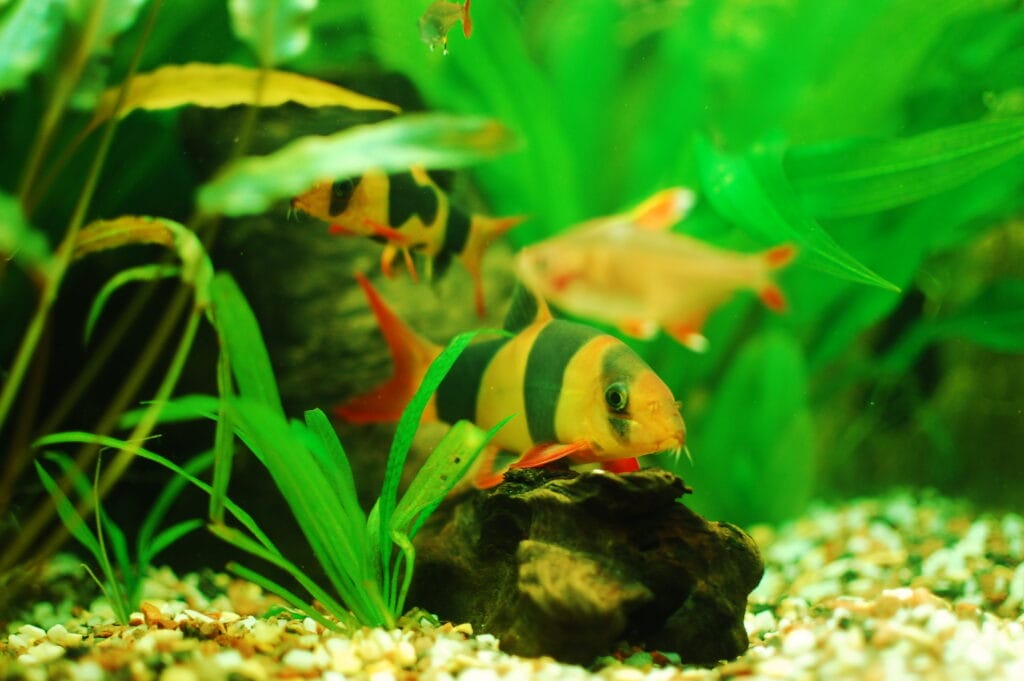An Insightful Look at the Tiger Loach