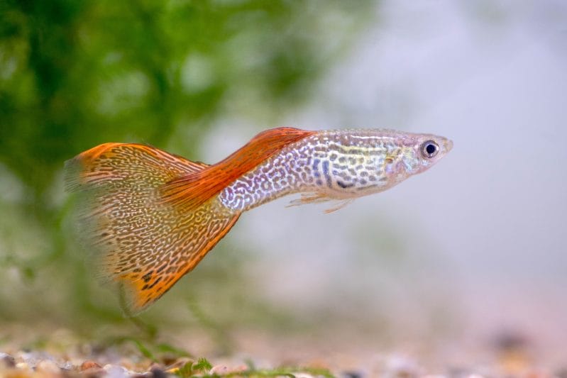 Veil Tail Guppy: A Tapestry of Elegance in the Aquatic Realm