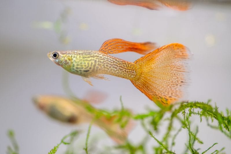 Introduction to the Veil Tail Guppy