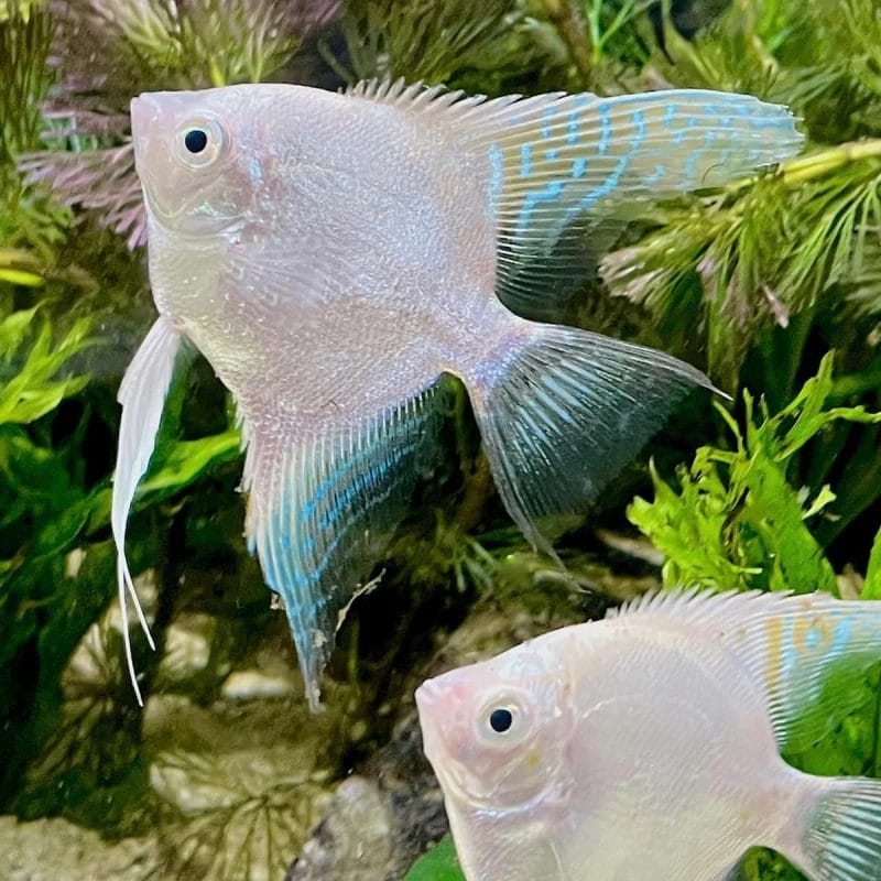Differences Between Male and Female White Angelfish