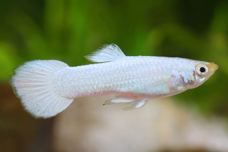 The Allure of White Guppy: A Canvas of Elegance in Your Aquarium