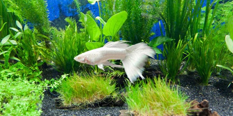 The Allure of White Guppy: A Canvas of Elegance in Your Aquarium