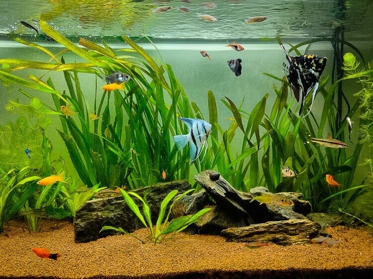 Special Considerations Angelfish and Tetras