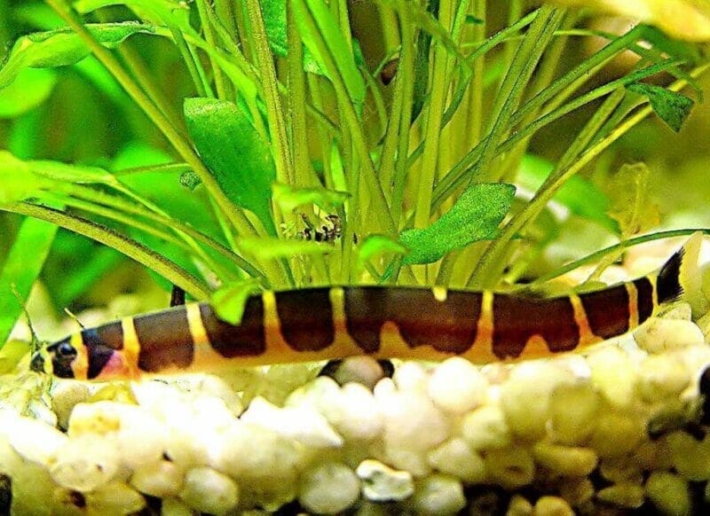 The Colorful Banded Loach: A Complete Care Guide