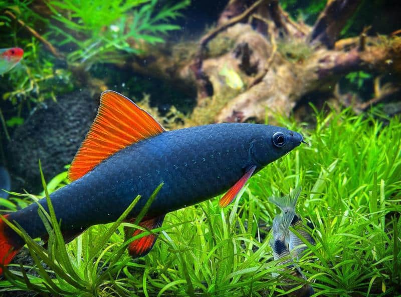 Black Shark Freshwater: The Perfect Fish for Your Home Aquarium