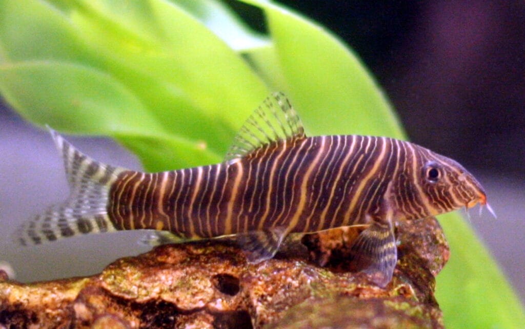 The Secrets of Botia Loach: How to Breed and Keep Them Healthy