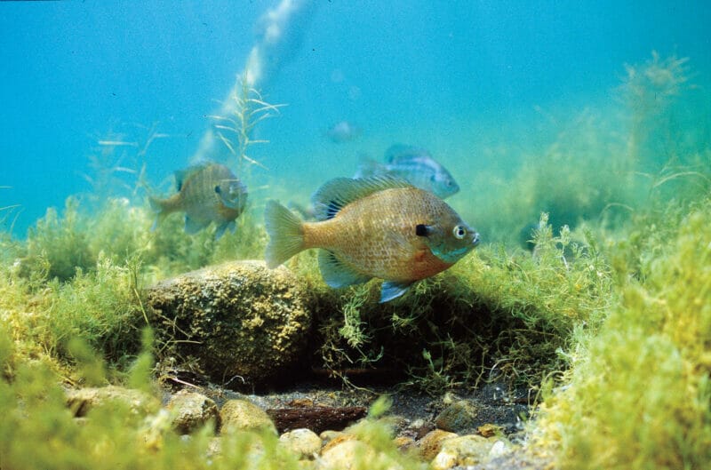 A Complete Care Guide for Vibrant Freshwater Bluegills