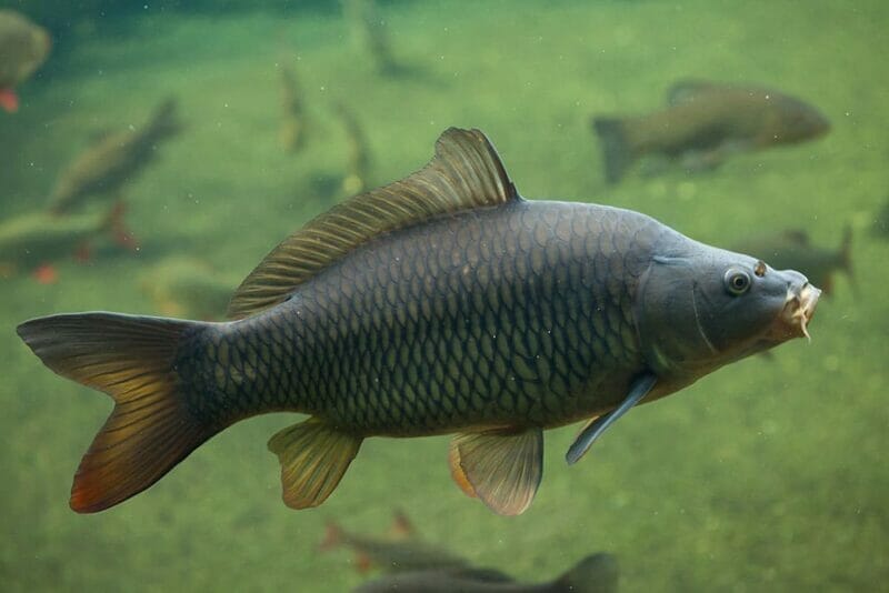 Introduce Freshwater carp