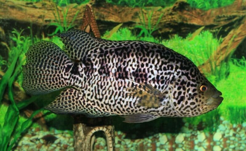 Leopard Cichlid: The Spotted Beauty of Lake Tanganyika
