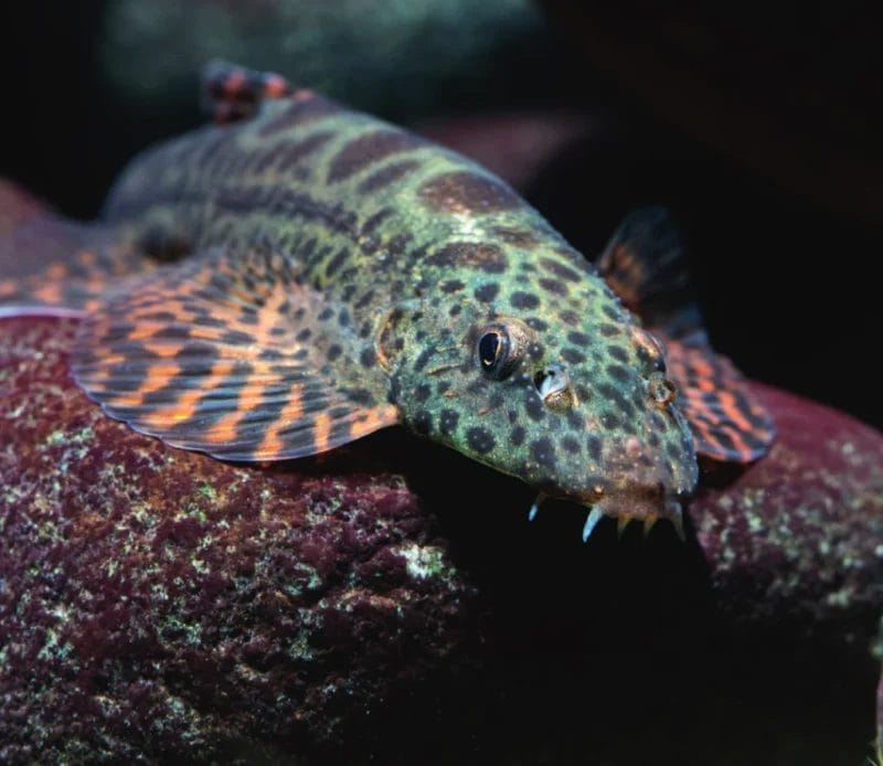 Leopard Hillstream Loach in Planted Aquariums: A Perfect Fit