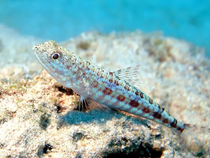Caring for LizardFish