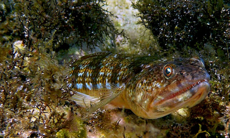 Freshwater Lizardfish: The Ultimate Guide to These Rare and Fascinating Fish