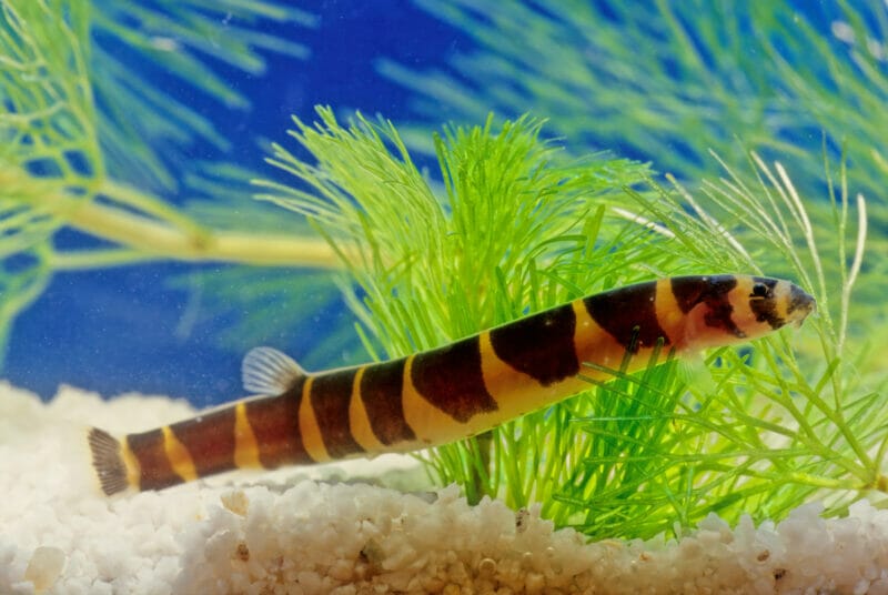 A Guide to Popular Loach Varieties for Freshwater Aquariums