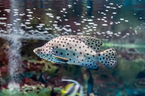 Spotted Fish Freshwater: A Guide to the Most Colorful and Unique Species