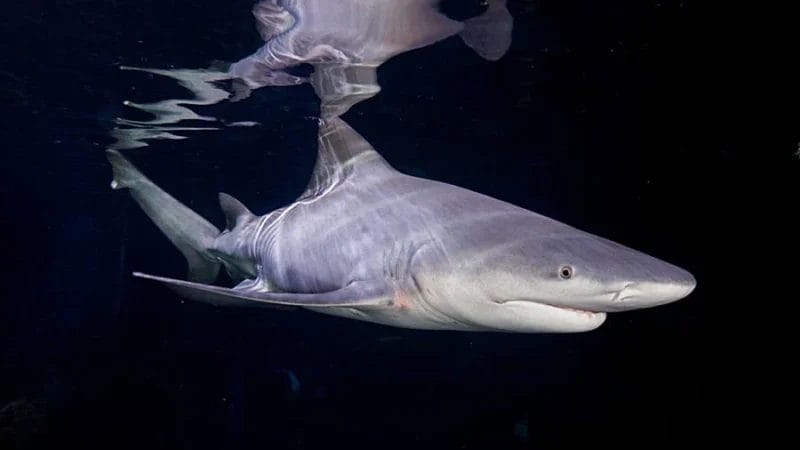 Caring for Vibrant Sweetwater Sharks in Home Aquariums