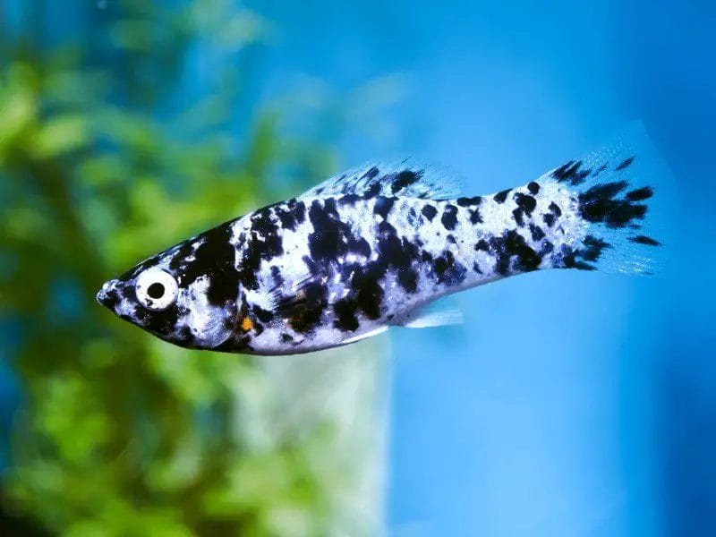 Introduce Black and white spotted fish freshwater