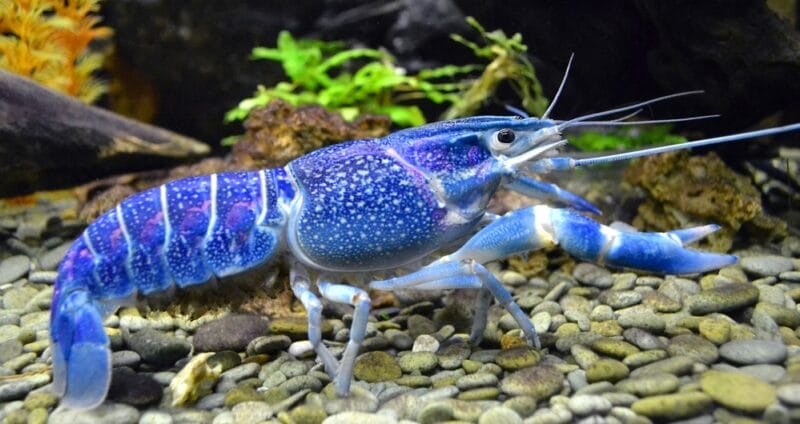 Introducing Crayfish with Cichlids