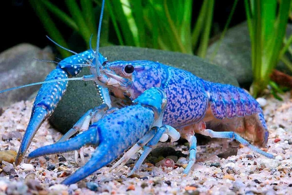 Sexing Crayfish and Cichlids