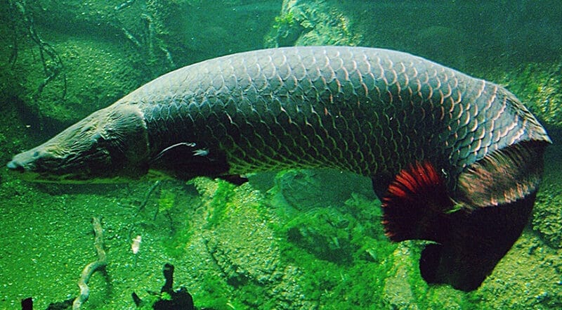 Introduce Arapaima fish dangerous