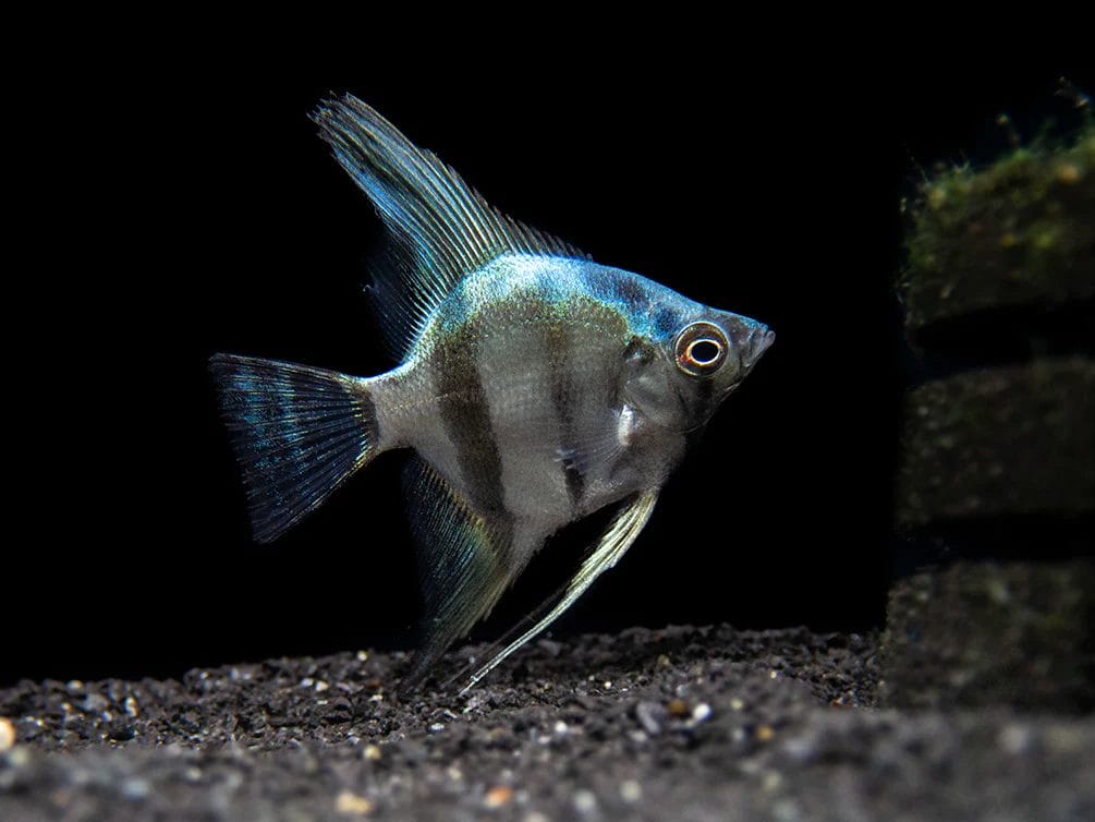 Introducing Diamond Angelfish