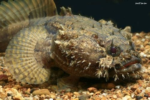 Introduce Freshwater stonefish