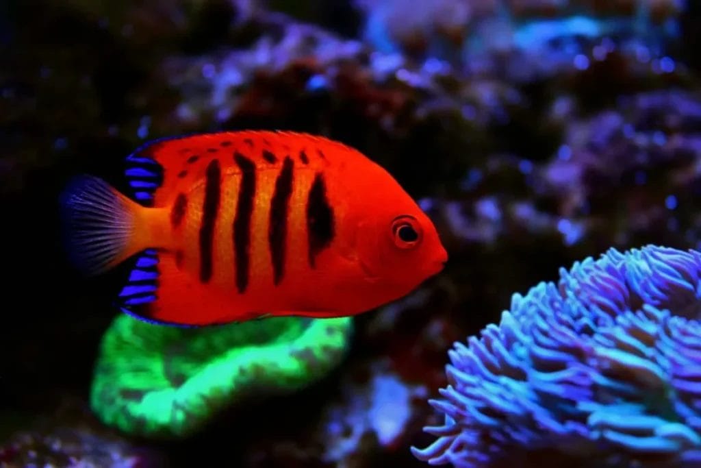 Introducing Some of the Most Stunning Pet Fish Varieties