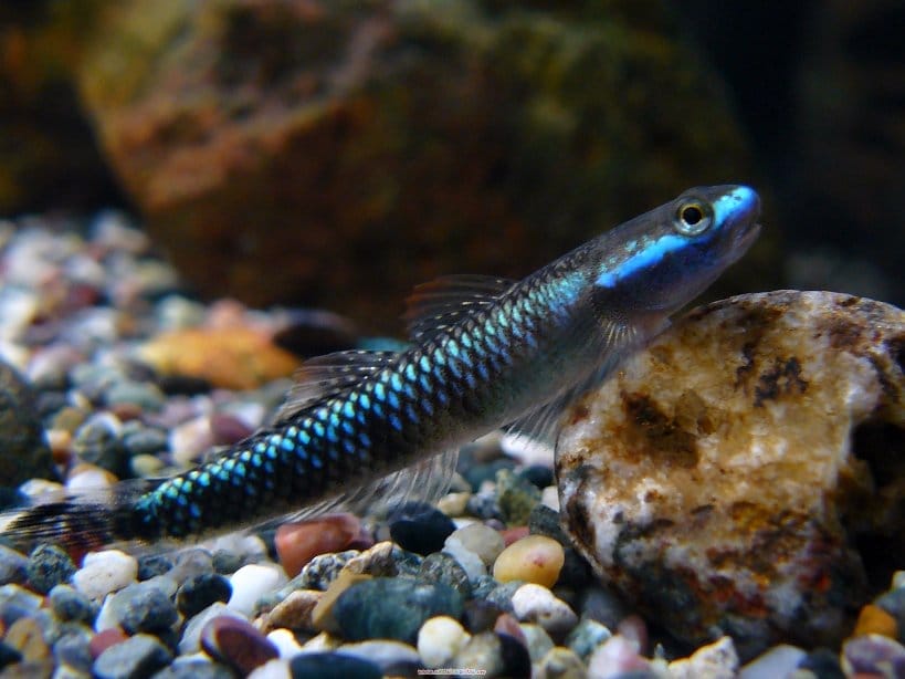 Introducing Neon Stiphodon Goby