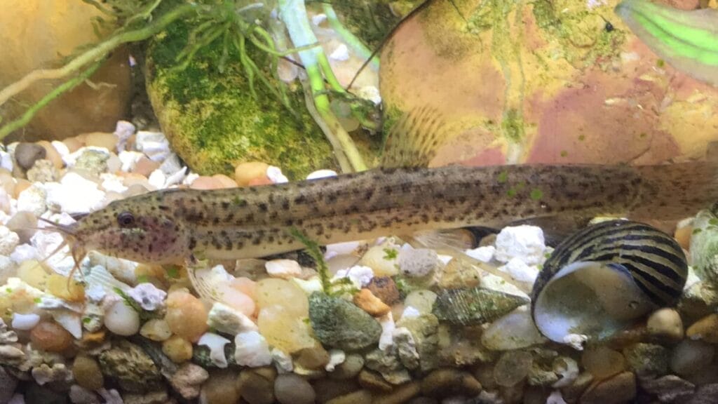 Introducing the Pond Loach