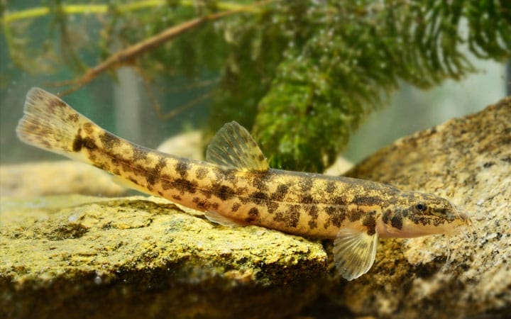 Introducing Different Loaches