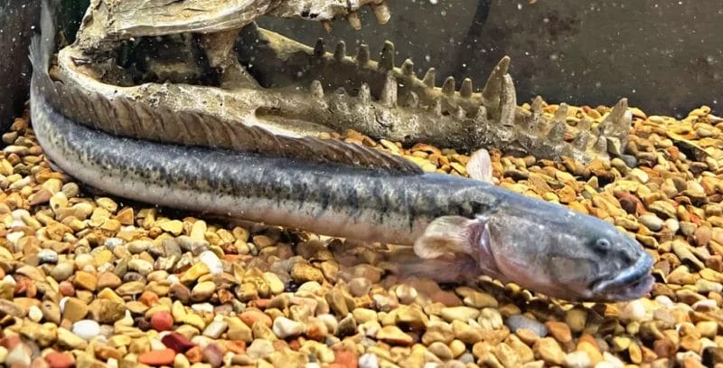 Introduce Purple goby freshwater