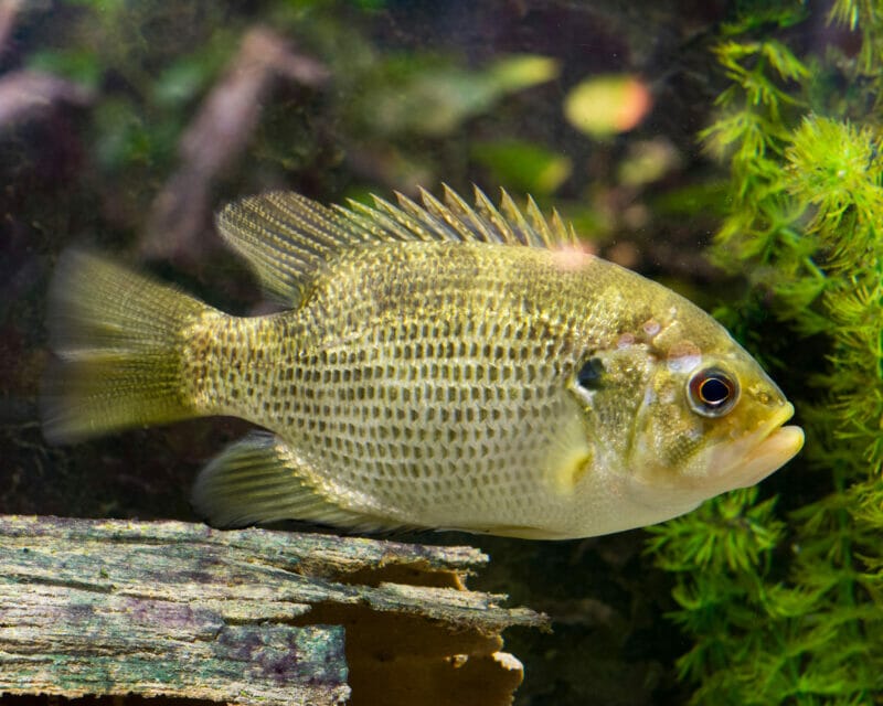 Introducing the Freshwater Rock Bass