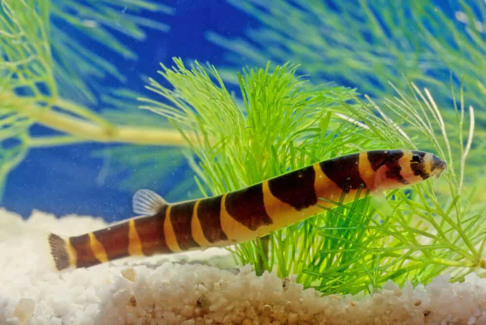 Introduce Small Loaches