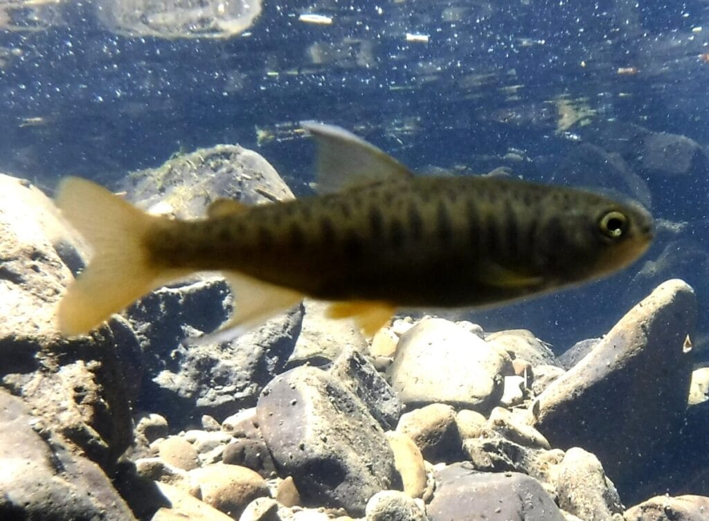 Introducing Small River Fish