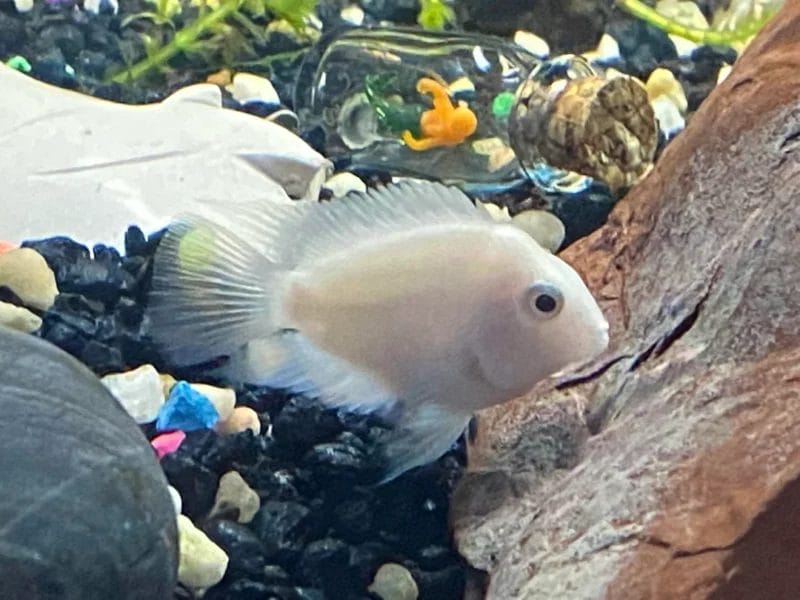 Introducing the Snow Parrot Cichlid